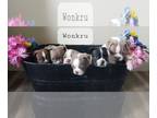 Boston Terrier PUPPY FOR SALE ADN-778365 - AKC BOSTON TERRIER PUPPIES