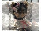 Yorkshire Terrier PUPPY FOR SALE ADN-778381 - Doll Girl