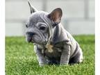 French Bulldog PUPPY FOR SALE ADN-778395 - BLUE BIG ROPE