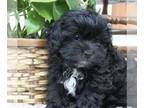 Poodle (Miniature) PUPPY FOR SALE ADN-778396 - Male mini poodle best reasonable