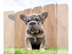 French Bulldog PUPPY FOR SALE ADN-778449 - BIG ROPE VISUAL FLUFFY