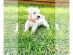 Schnauzer (Miniature) PUPPY FOR SALE ADN-778471 - Miniature Schnauzer female