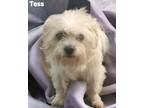 Adopt Tess a Shih Tzu