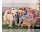 Goldendoodle PUPPY FOR SALE ADN-778478 - Goldendoodle Puppies in Colorado