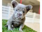 French Bulldog PUPPY FOR SALE ADN-778491 - ISABELLA VISUAL FLUFFY