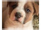 American Bulldog-Rottweiler Mix PUPPY FOR SALE ADN-778506 - Bullweiler pup