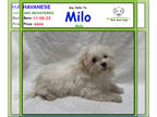 Havanese PUPPY FOR SALE ADN-778514 - Say Hello to Milo