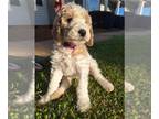 Goldendoodle PUPPY FOR SALE ADN-778515 - Parti doodles in GA