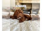 Bernedoodle-Cavapoo Mix PUPPY FOR SALE ADN-778516 - Cifford