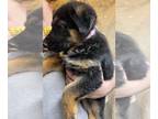 German Shepherd Dog PUPPY FOR SALE ADN-778527 - Next litter ready to go home 3