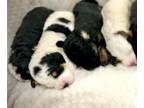 Bernedoodle (Miniature) PUPPY FOR SALE ADN-778530 - F1b Bernedoodle Puppies
