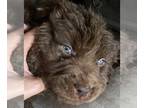 Newfoundland PUPPY FOR SALE ADN-778537 - Bear