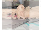 English Cream Golden Retriever PUPPY FOR SALE ADN-778544 - AKC English Golden