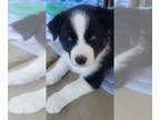 Alaskan Husky-Border Collie Mix DOG FOR ADOPTION ADN-778176 - Borsky 6 week old