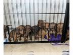 Dachshund DOG FOR ADOPTION ADN-778027 - Dachshund puppys