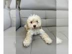Poodle (Toy) DOG FOR ADOPTION ADN-778004 - Male poodle