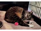 Adopt SR JOBI a Domestic Short Hair