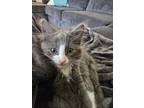 Adopt Zeus a Domestic Short Hair