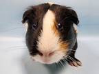 Adopt Kookie a Guinea Pig