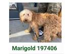 Adopt Marigold a Poodle