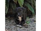 Adopt Rosy a Black Labrador Retriever