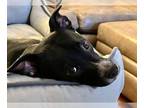 Dachshund Mix DOG FOR ADOPTION RGADN-1228225 - Jack Black - Dachshund / Terrier