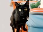 Adopt MARCELINE a Domestic Short Hair