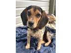 Adopt Puppi - ADOPTED! a Beagle