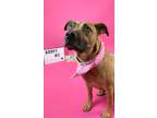 Adopt Unicorn a German Shepherd Dog, Rhodesian Ridgeback