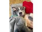 Adopt Misti Nova the Ittie Bittie Laid Back Pittie a Pit Bull Terrier