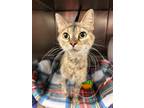 Adopt Butters a Domestic Short Hair