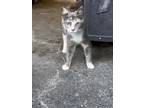 Adopt Ruby a Calico, Domestic Short Hair