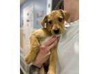 Adopt Valley a Mixed Breed