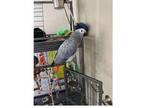 XAA 2 African Grey Parrots Birds