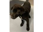 Adopt Daisy a Labrador Retriever, Mixed Breed