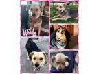 Adopt Wendy a Mixed Breed