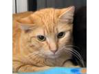 Adopt Parrot Tulips a Domestic Short Hair