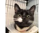 Adopt Pineapple Juice a Domestic Short Hair