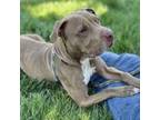 Adopt Griselda a Mixed Breed