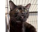 Adopt Banessa a Domestic Long Hair