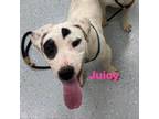 Adopt Juicy a Pit Bull Terrier