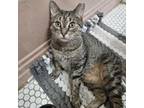 Adopt Flora a American Shorthair