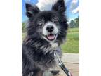 Adopt Frida a Pomeranian