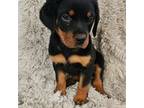 Rottweiler Puppy for sale in Marion, SC, USA