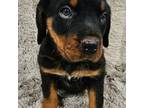 Rottweiler Puppy for sale in Marion, SC, USA