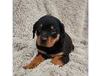 Rottweiler Puppy for sale in Marion, SC, USA