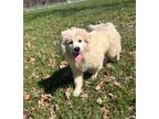 Adopt Pyr Rockers : Lita a Great Pyrenees