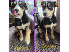 Adopt Journey - 80s Bands Litter a Mixed Breed
