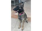 Adopt Mavis a Belgian Shepherd / Malinois