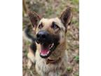 Adopt Mary Jane a German Shepherd Dog